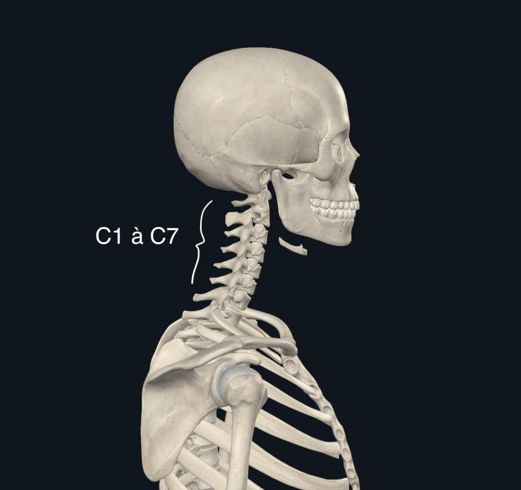 Vertèbres cervicales C1 (atlas) et C2 (axis)