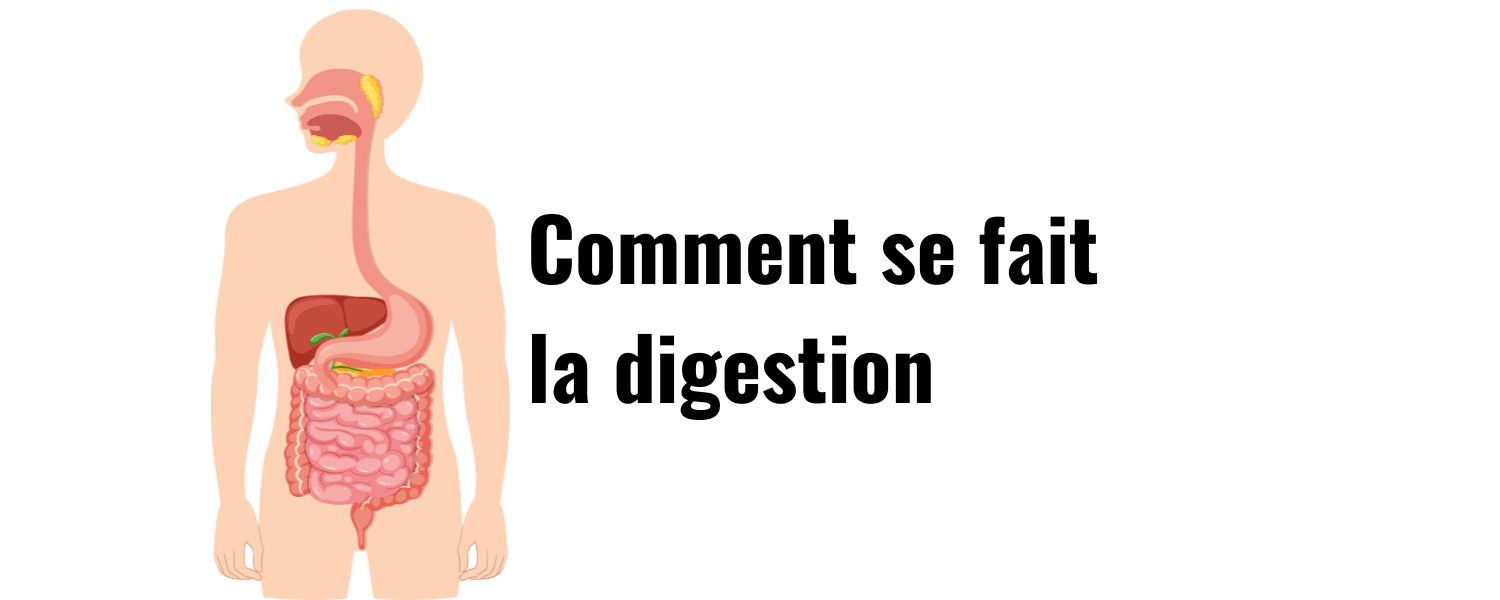 Comment se fait la digestion : Étapes et rôles des organes