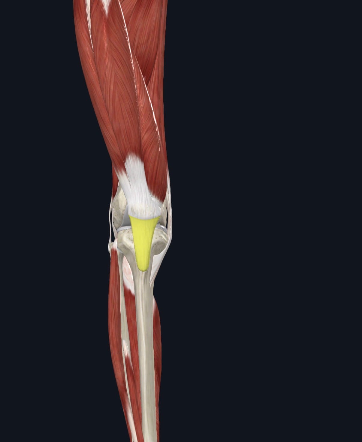 anatomie du tendon rotulien, entre la rotule et le tibia