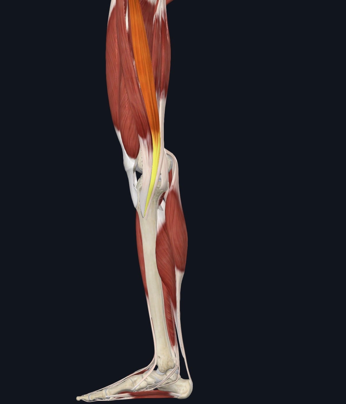 anatomie d'un des muscles formant la patte d'oie, de la cuisse au tibia