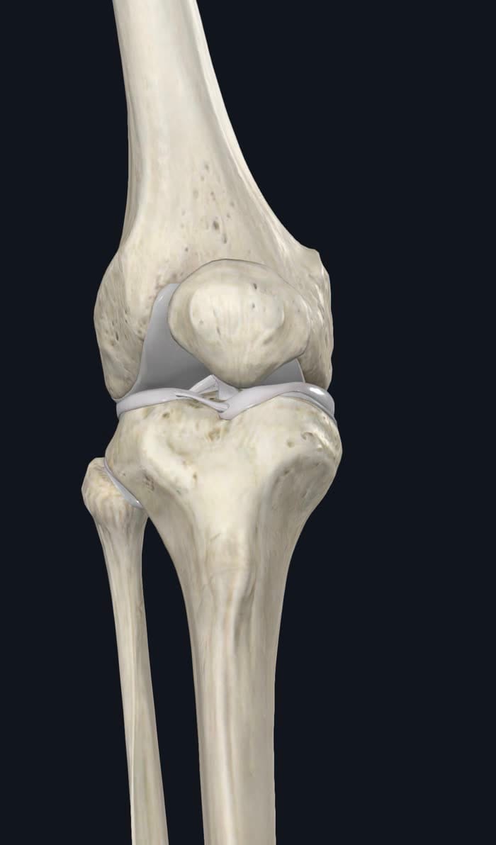 anatomie du genou : fémur, rotule, ligaments croisés et ménisques