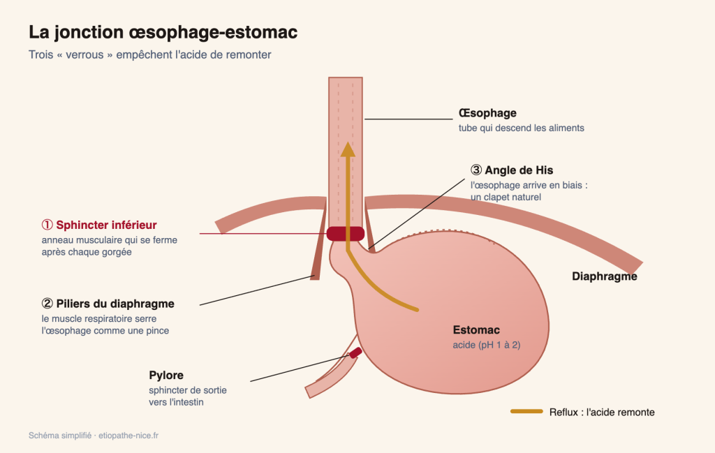 Schéma de la jonction œsophage-estomac : sphincter inférieur, diaphragme et angle de His