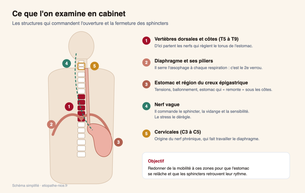 Zones examinées en étiopathie pour un reflux : dorsales T5 à T9, diaphragme, estomac, nerf vague, cervicales